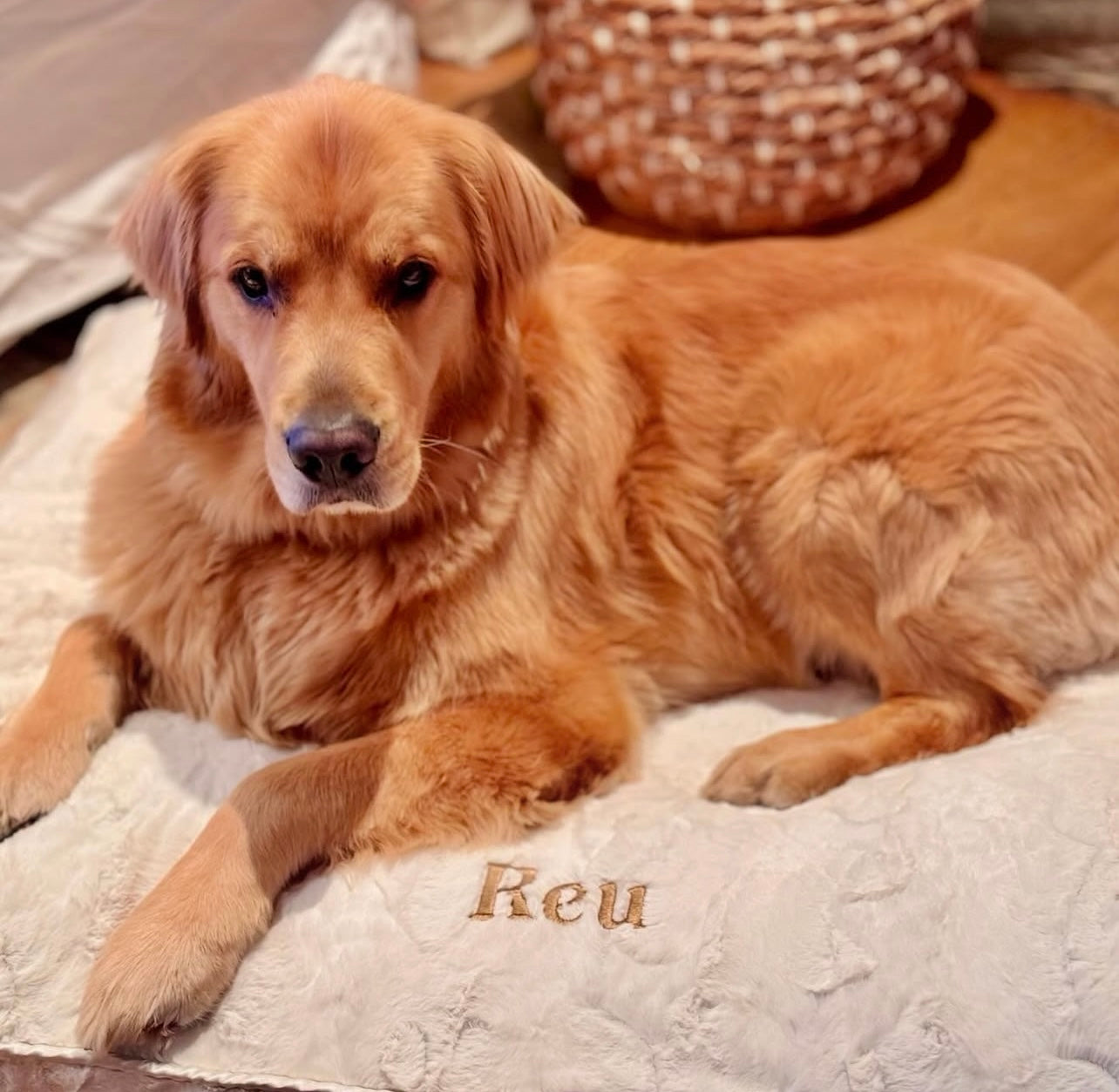 Dog Bed- Creamish Tan