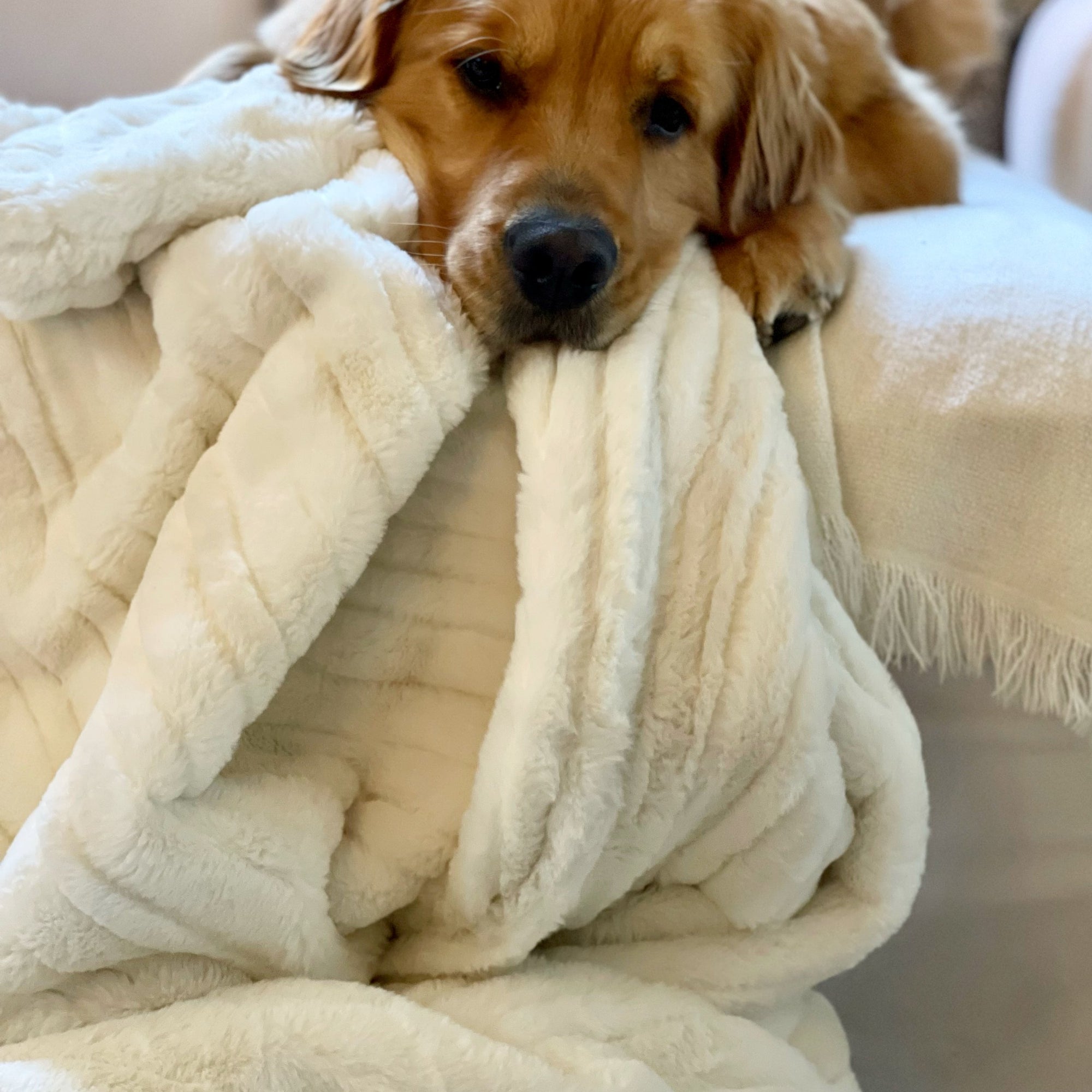 Vienna Collection Blanket with dog laying on it.